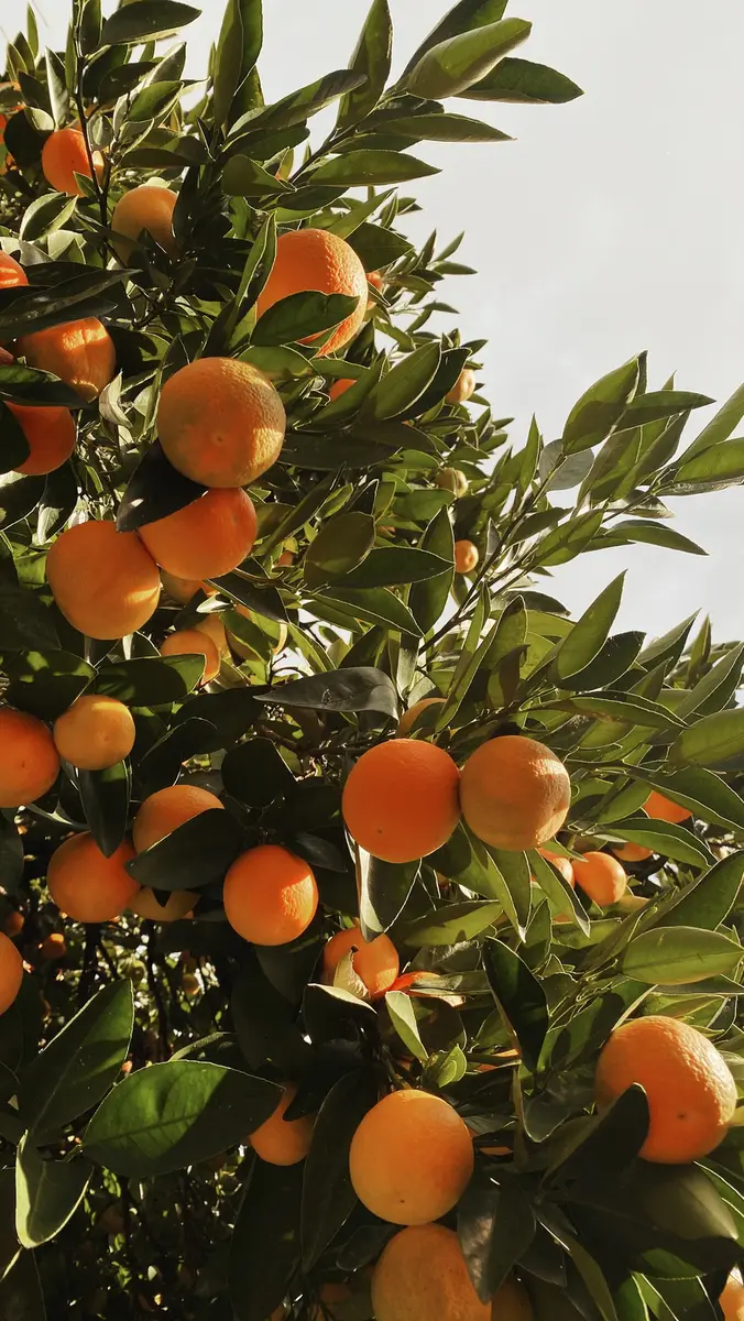 Mandarin tree with ripe fruit