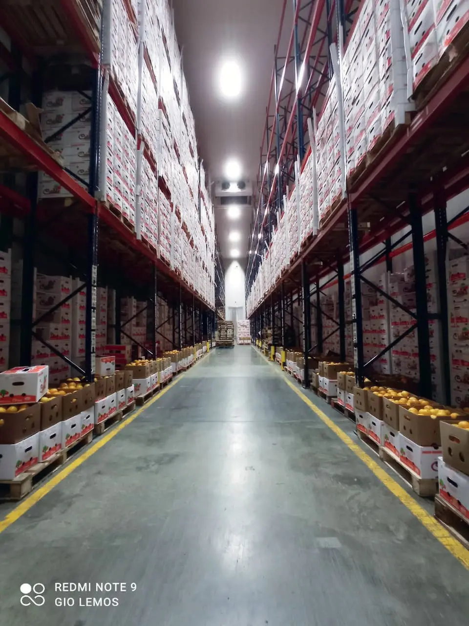 Cold storage aisle with citrus pallets